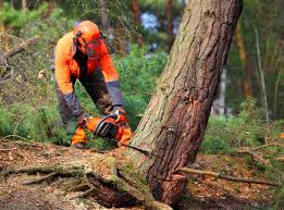 Best Tree Risk Assessment  in Astor, FL