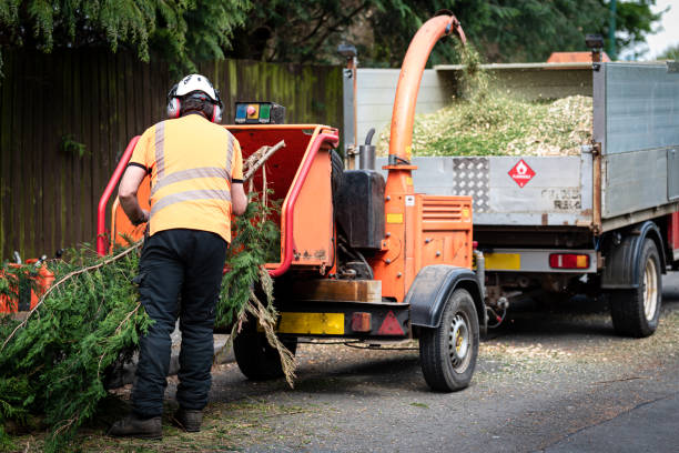 Best Firewood Processing and Delivery  in Astor, FL