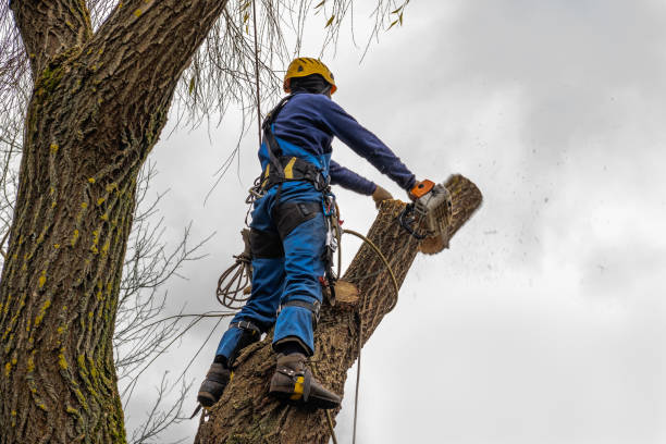 Best Tree Maintenance Programs  in Astor, FL