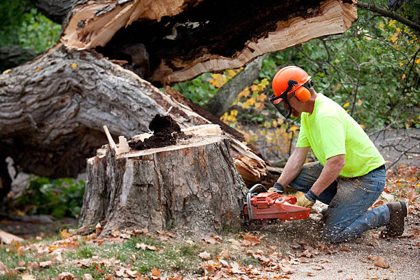 Best Tree Disease Treatment  in Astor, FL